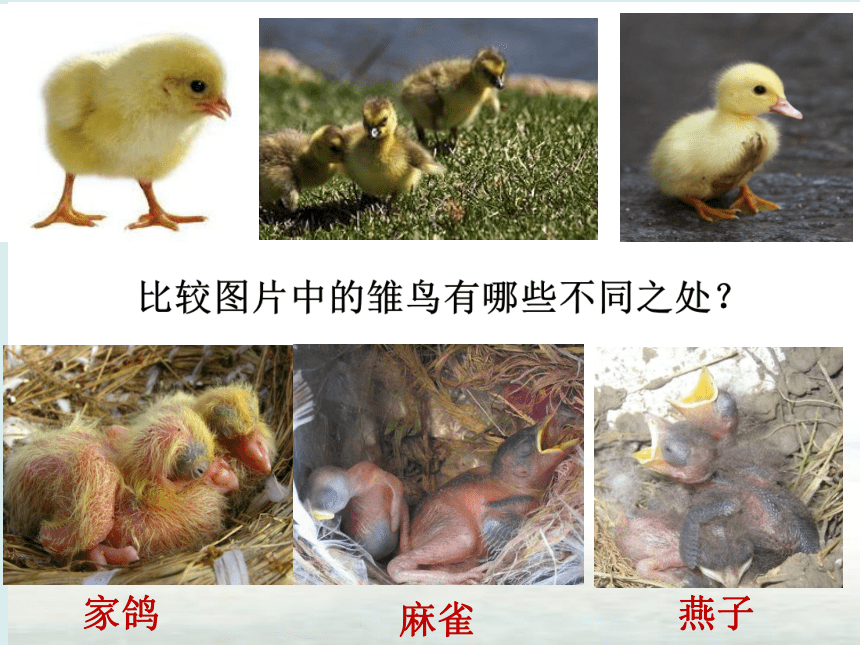 苏科版八上生物 20.2动物的发育 课件(共27张PPT)
