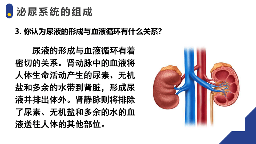 4.5人体内废物的排出 -2023-2024学年七年级生物下册精品课件（人教版）(共26张PPT)