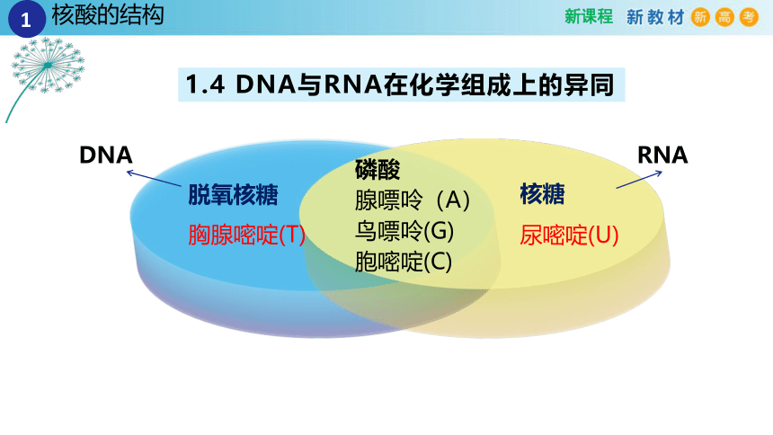 2.5核酸是遗传信息的携带者（2课时）(课件共22张PPT)