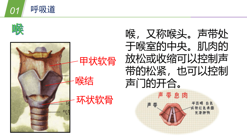 华师大版科学八年级上册 5.2人体的呼吸（1 人体呼吸系统的组成）（课件 32张PPT）