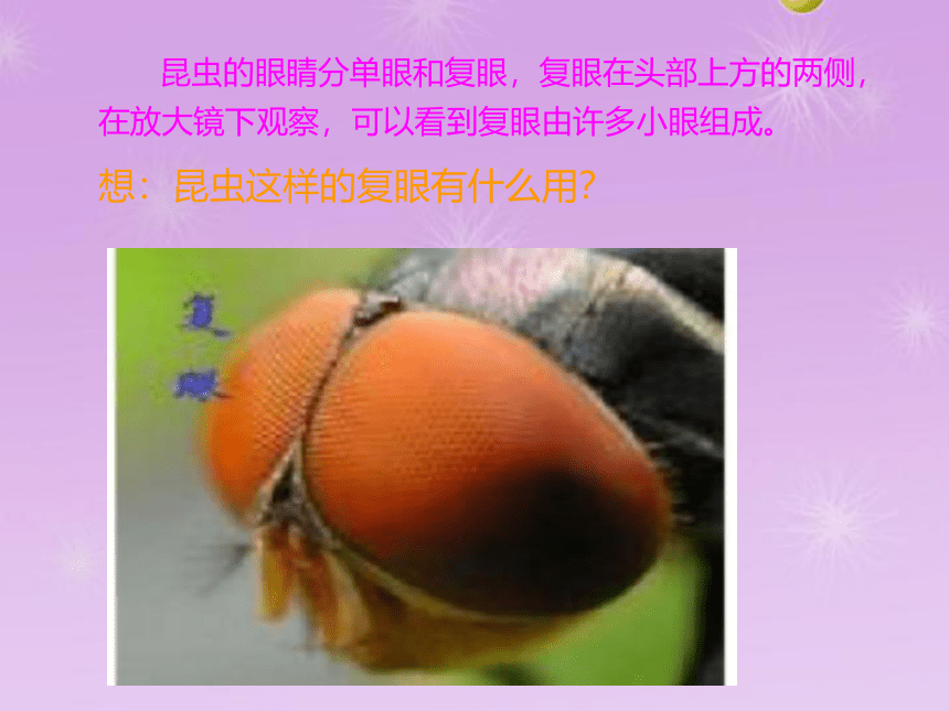 教科版（2001）六年级科学下册1.2 放大镜下的昆虫世界（课件 21张ppt）