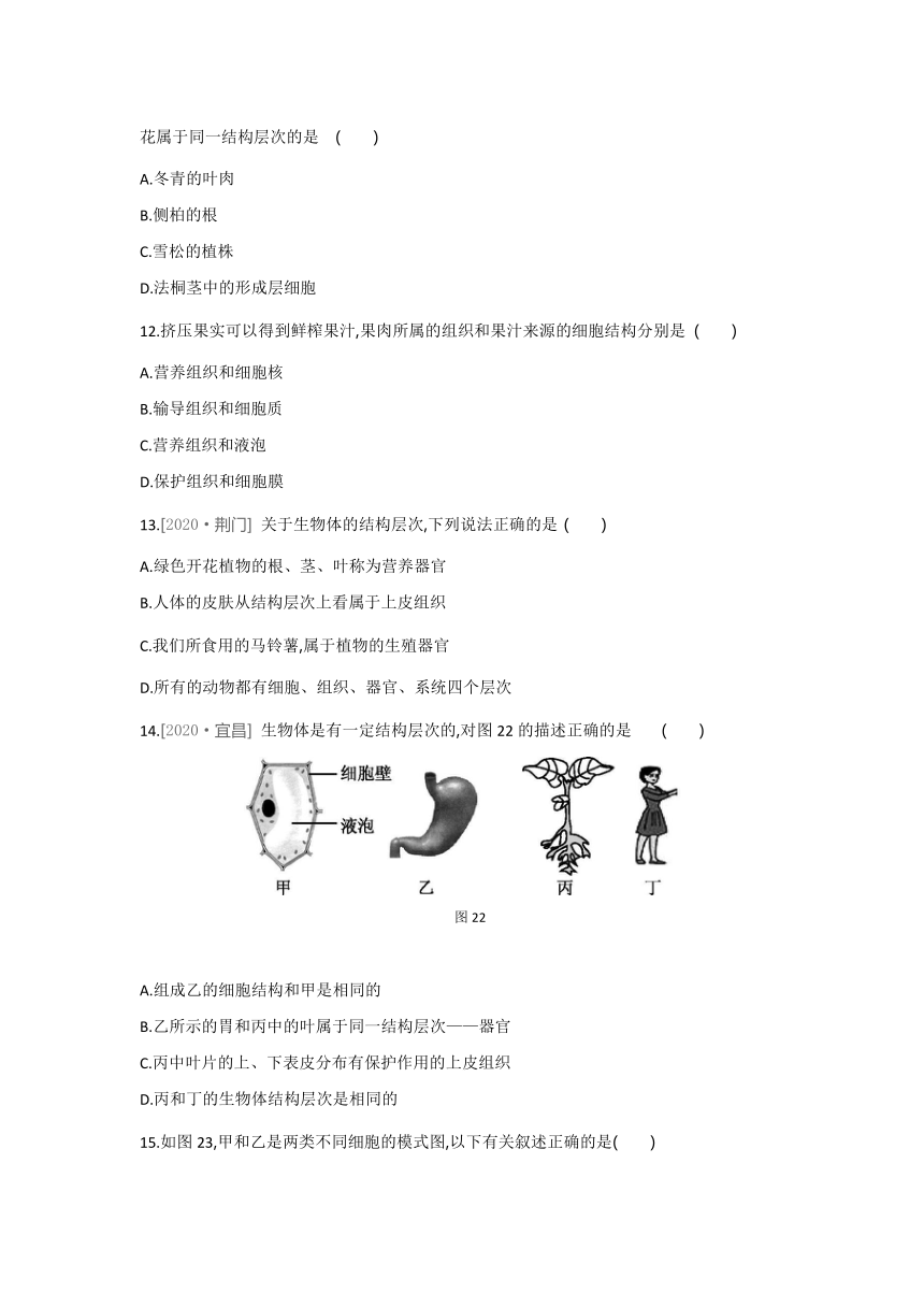 2021-2022学年人教版生物七年级上册2.2.3植物体的结构层次---同步练习（word版 含解析）