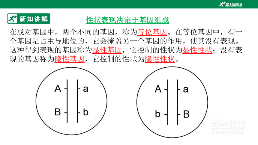 6.20.3 性状遗传有一定的规律性-2022-2023学年八年级生物上册同步课件25页（北师大版）