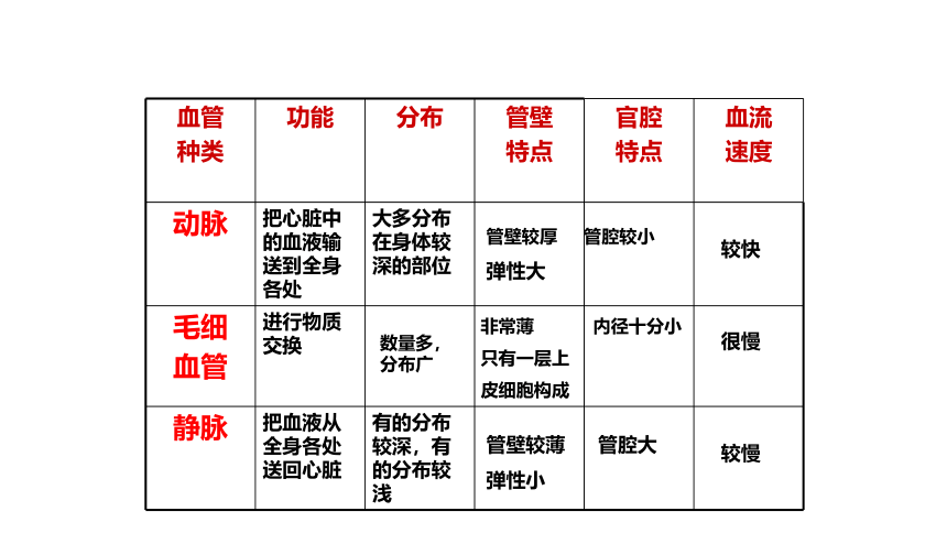 第3单元第3章第2节物质运输的器官课件(共25张PPT)