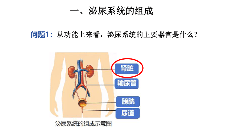 4.5人体内废物的排出课件-2023-2024学年人教版生物七年级下册(共28张PPT)