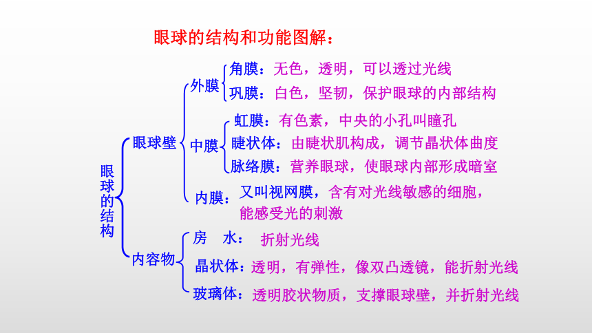 2021-2022学年人教版生物七年级下册4.6.1人体对外界环境的感知课件(共24张PPT)