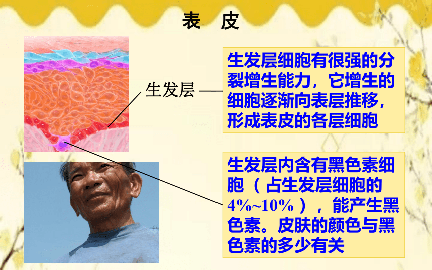 北师大版生物学七年级下册  第11章  人体代谢废物的排出第3节  皮肤与汗液 分泌课件(共21张PPT)