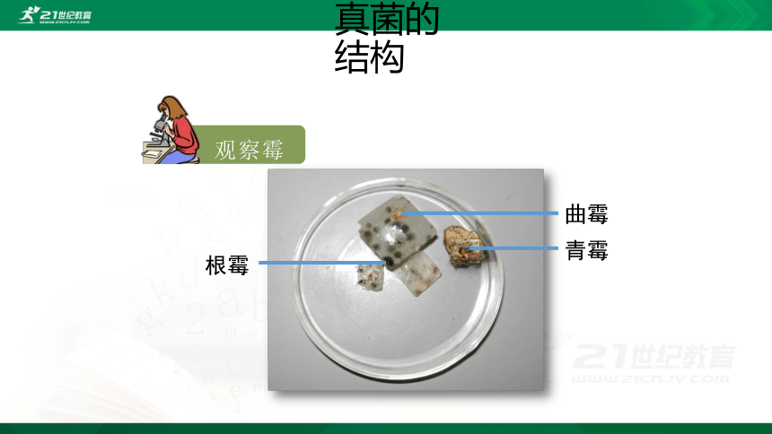 5.4.3  真菌   课件(共30张PPT)