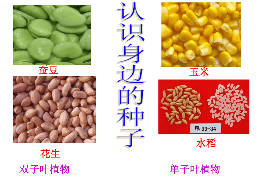 华师大版七年级下册科学 7.2种子的萌发和幼苗形成（课件 16张PPT）