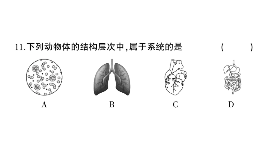 湖南吉首市第二初级中学2022-2023学年七年级生物上册期末综合检测卷课件（41张PPTt)