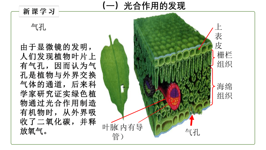 （人教版）初中生物七年级上册同步教学3.5.1 光合作用吸收二氧化碳释放氧气课件（(共27张PPT+动画1个)