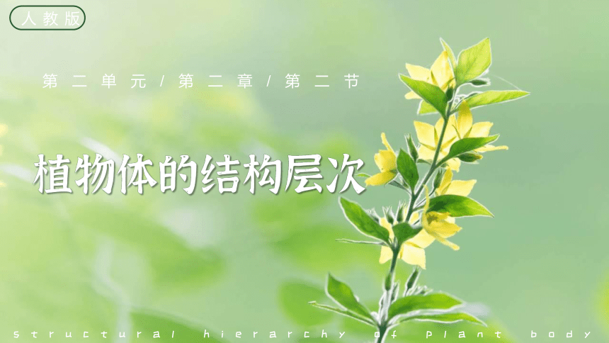 2.2.3植物体的结构层次课件(共27张PPT)2022-2023学年人教版七年级上册