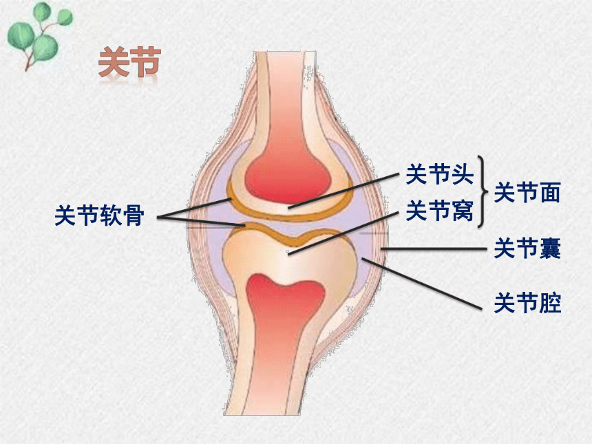 15.2 动物运动的形成课件(共19张PPT)