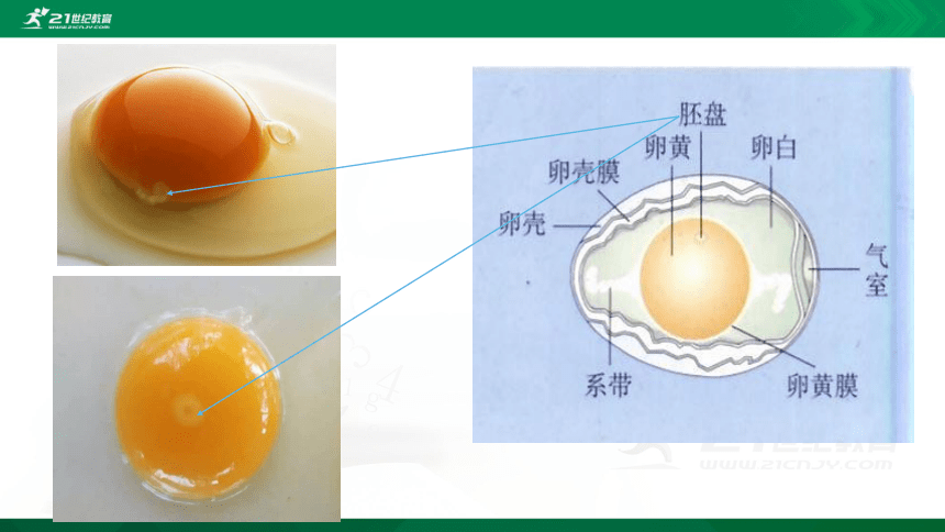7.1.4 鸟的生殖和发育课件（共34张PPT）