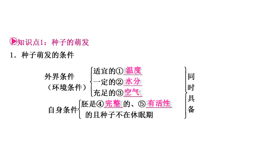 2023年人教版七年级生物上册复习专题★★第二章　被子植物的一生 课件