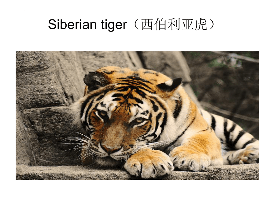 Lesson17Save the Tigers课件(共19张PPT)