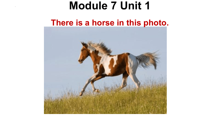 Module 7 Unit 1 There is a horse in this photo课件(共23张PPT)