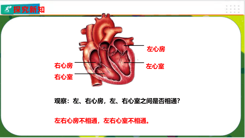 4.4.3 输送血液的泵——心脏课件（共24张PPT）