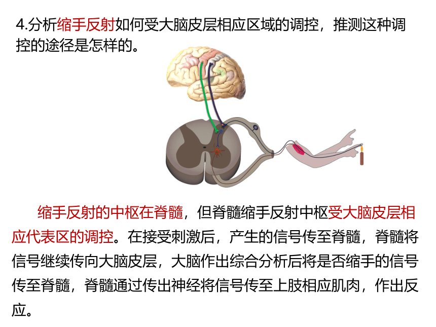 生物人教版（2019）选择性必修1 2.4 神经系统的分级调节（共27张ppt)