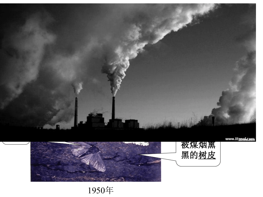 2020--2021学年济南版八年级下册5.1.4  生物进化的原因 课件(28张PPT)