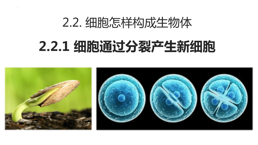 2.2.1细胞通过分裂产生新细胞课件(共21张PPT)2022-2023学年人教版生物七年级上册