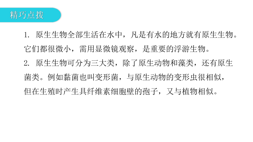 2020-2021学年八年级生物下册（北师大版）22.2  原生生物的主要类群 课件（24张PPT）