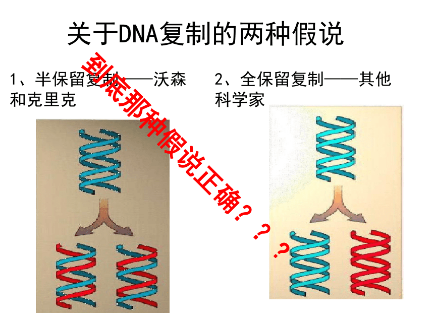3.3 DNA的复制 课件【新教材】人教版（2019）高一生物必修二(共17张PPT)