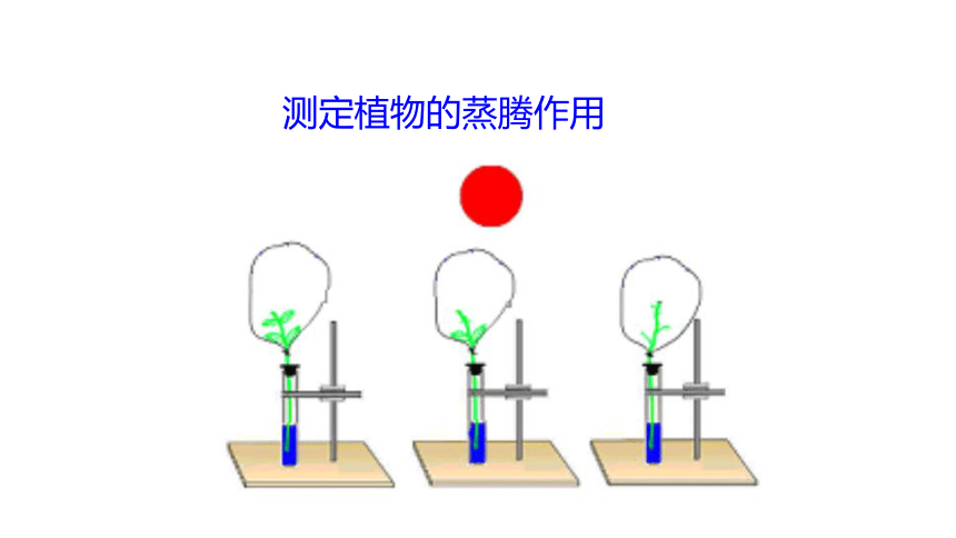 第6单元第18章第1节《绿色植物与生物圈的水循环》课件(共17张PPT)
