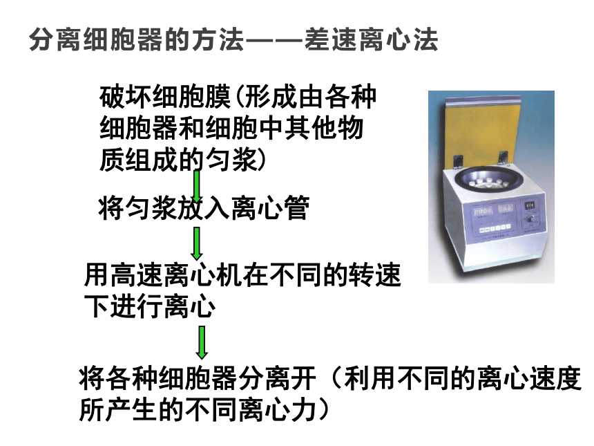 2021-2022学年高一上学期生物人教版（2019）必修一3.2细胞器之间的分工合作  课件 （20张ppt）