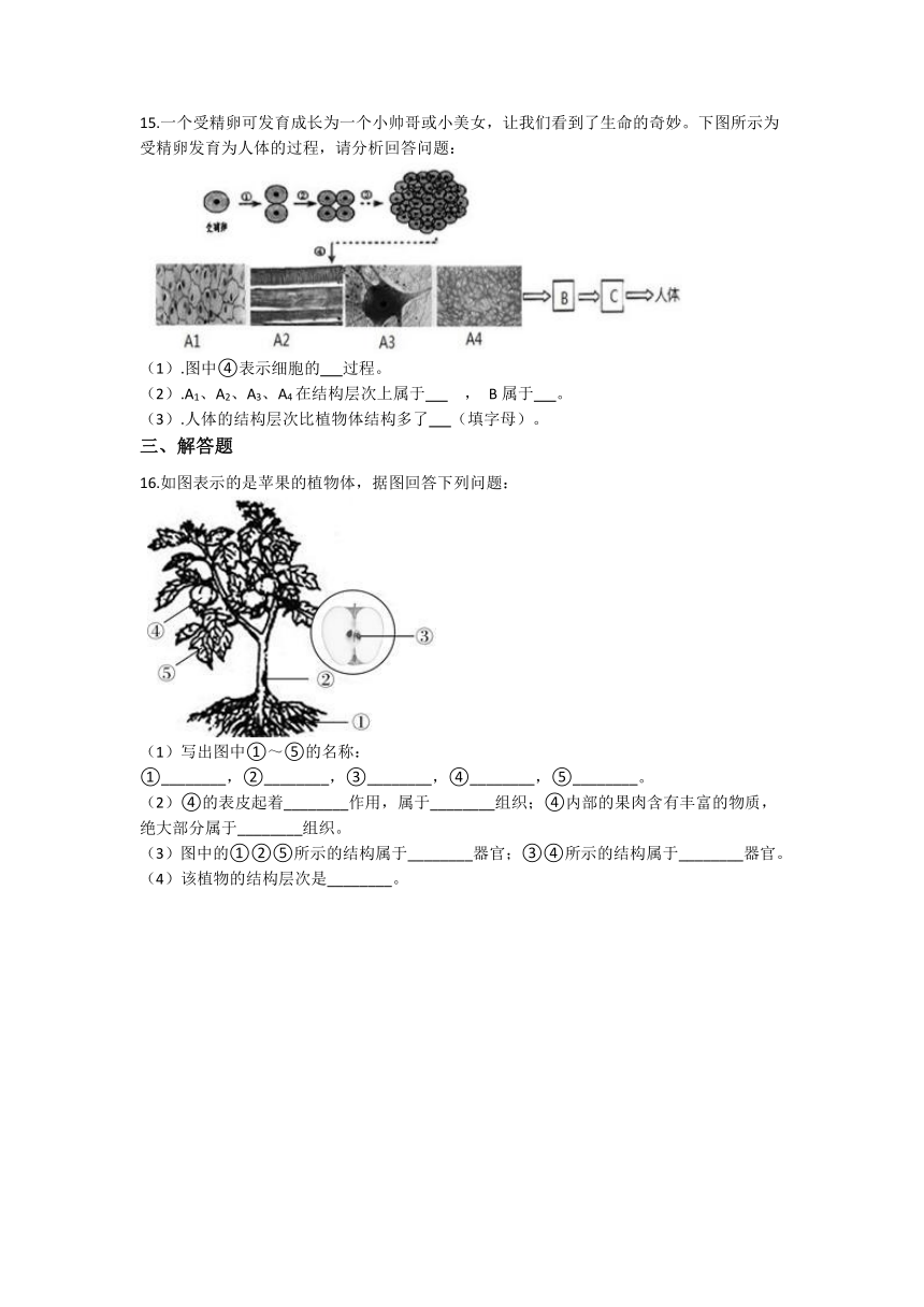 2.3生物体的结构层次 同步练习（含解析）