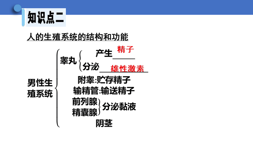 6.1.3 人的生殖和胚胎发育课件(共23张PPT)2023-2024学年初中生物冀少版八年级下册