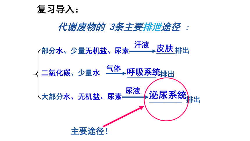 4.11.2 尿的形成与排出（第1课时）课件（共21张PPT）2022--2023学年北师大版生物七年级下册