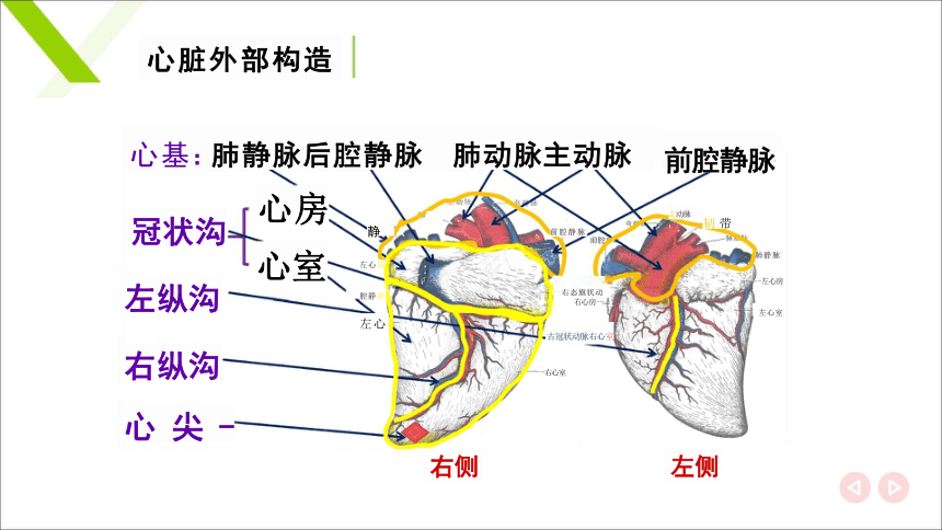 7.1.1心脏 课件(共23张PPT)《畜禽解剖生理（第四版）》同步教学(高教版)