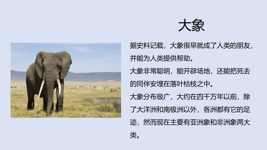 19 大象的耳朵 （课件）(共17张PPT)