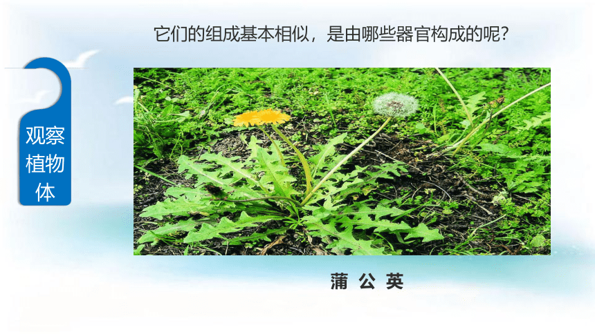 苏科版七年级下册生物 9.1植物体的组成 课件（共17张PPT）