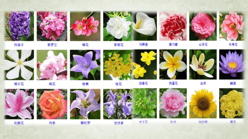 第6课 花儿朵朵 课件(11张PPT)