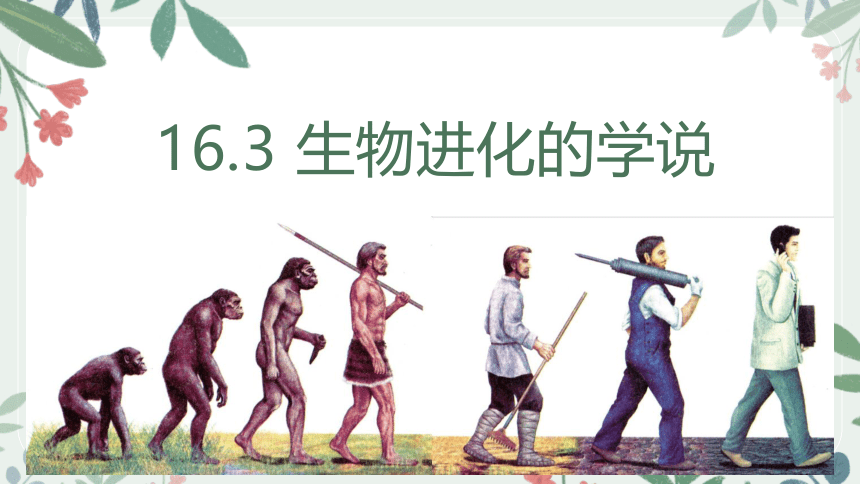 16.3 生物进化的学说课件(共23张PPT+内嵌视频1个)2022-2023学年苏教版八年级生物上册