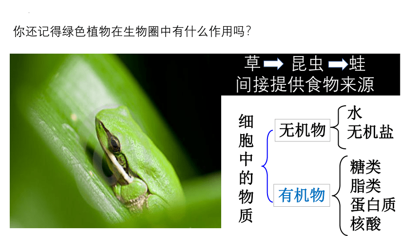 2022-2023学年人教版七年级生物上册 3.4 绿色植物是生物圈中有机物的制造者 课件  (共32张PPT)