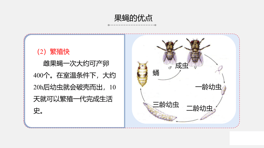 苏教版（2019）高中生物 必修二  1.4 基因在染色体上 课件（共36张PPT）