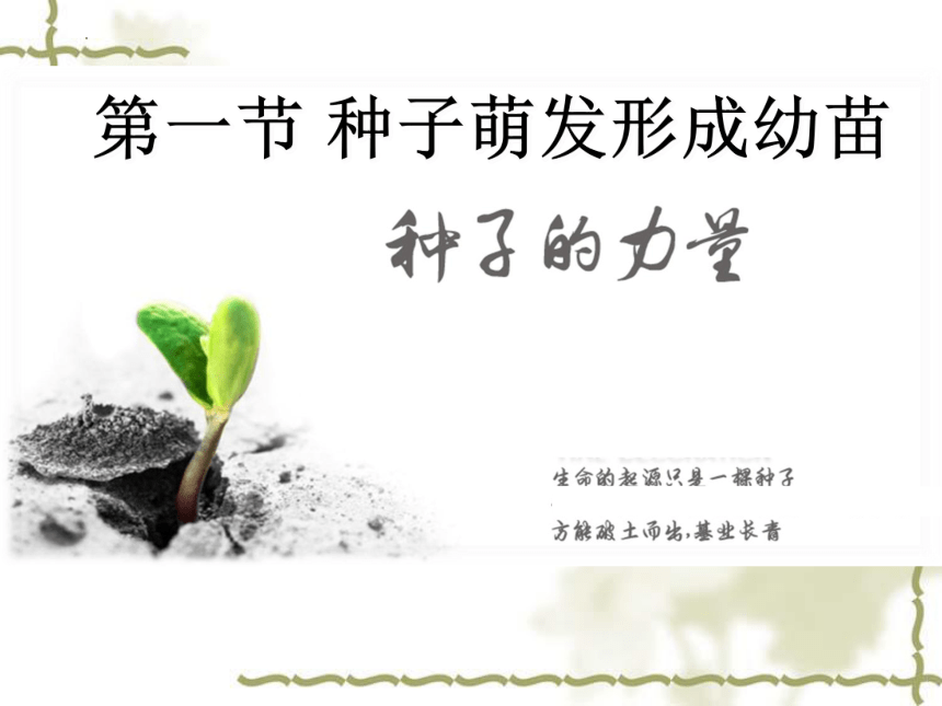 2022-2023学年北师大版生物学七年级上册 3.6.1.种子萌发形成幼苗  课件 (共46张PPT)