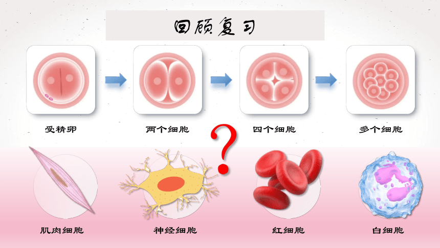 2.2.2  动物体的结构层次课件 (共21张PPT)2022--2023学年人教版生物七年级上册