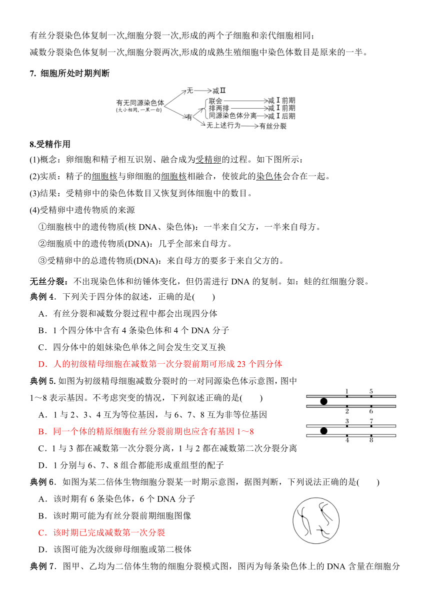 苏教版（2019）必修一第四章 细胞的增殖、分化、衰老和死亡（含减数分裂）考点梳理+典例练习