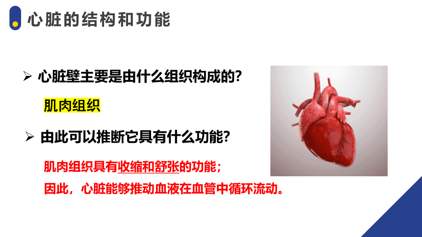 4.4.3输送血液的泵——心脏（核心课件）-2023-2024学年七年级生物下册备课核心课件（人教版）(共19张PPT)
