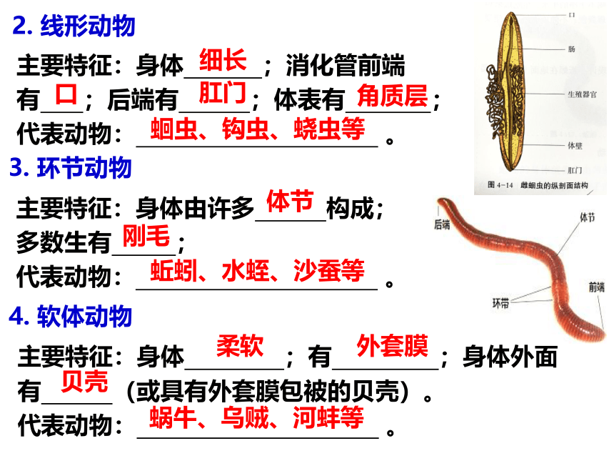 2021--2022学年冀少版生物七年级上册1.4 多种多样的动物 复习课件(共12张PPT)