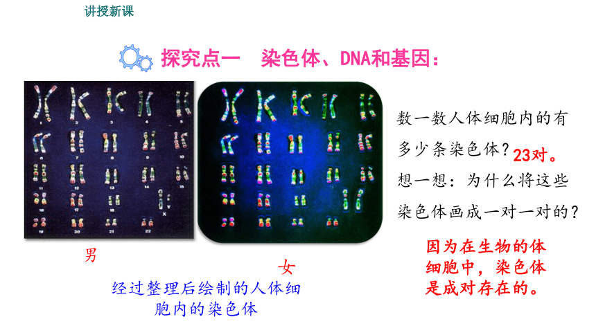7.2.2  基因在亲子代间的传递课件(共48张PPT)