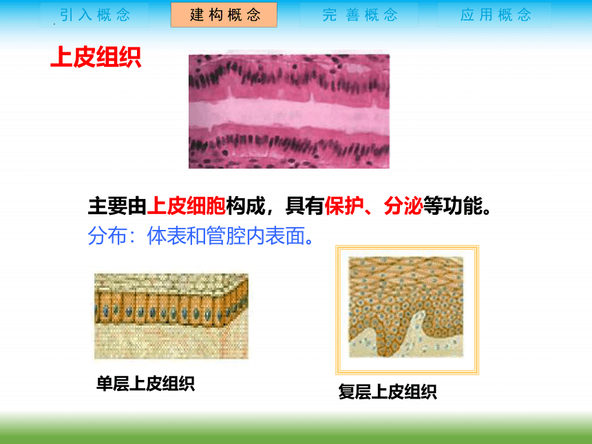 2022-2023 学年 人教版生物七年级上册 2.2.2 动物体的结构层次  课件 (共14张PPT)