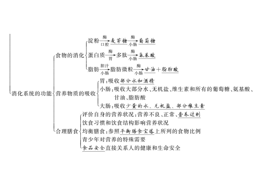 2020-2021学年北师大版七年级生物下册第8章 人的由来 单元复习 习题课件（15张PPT）