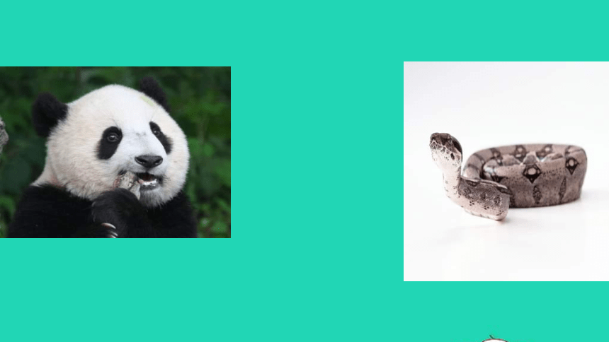 外研版六年级英语上册 Module7 Unit2 Pandas love bamboo 教学课件