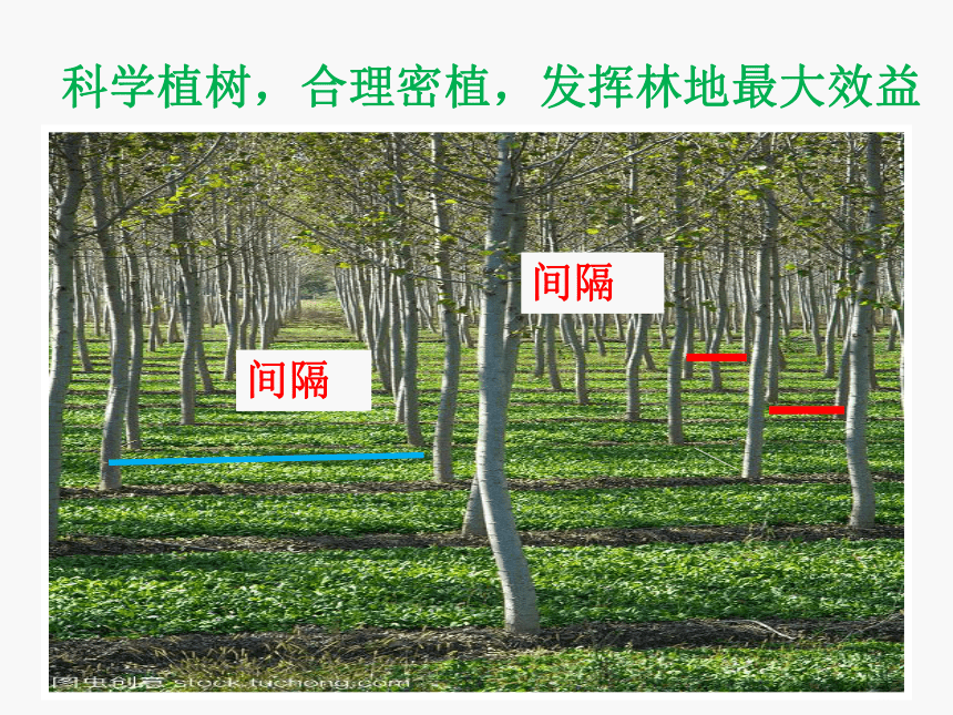 植树问题（课件）-五年级上册数学人教版(共21张PPT)