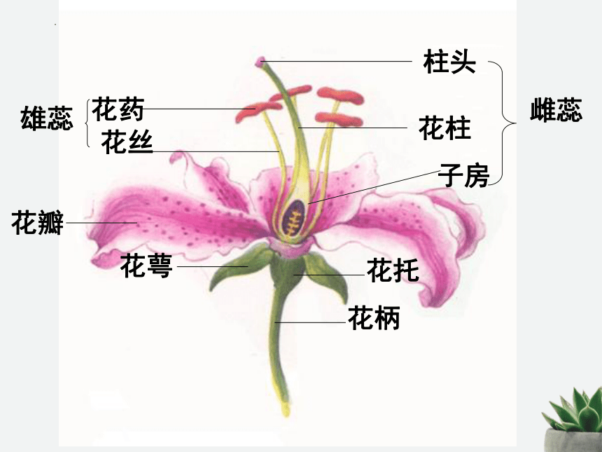 3.2.3开花和结果  课件(共27张PPT)2022-2023学年人教版七年级生物学上册